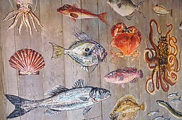 魚(yú),海洋動(dòng)物,meeresbewohner