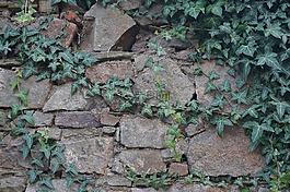墻,常春藤,老