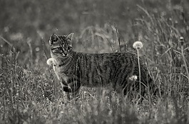 貓,貓科動物,動物