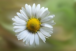 雛菊,開花,花