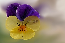 潘茜,花,開花