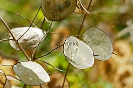 性質(zhì),廠,葉子