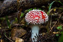 蘑菇,飛木耳,有毒