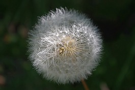 蒲公英,種子,自然