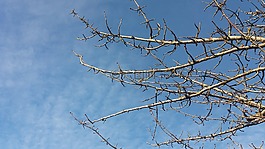 藍(lán)色的天空,枝杈,云