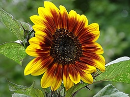 太陽花,向日葵,黑暗太陽的花朵