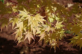 秋天,葉子,黃金