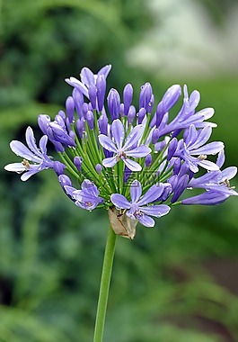 開花,花,百合花