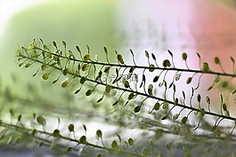 廠,綠色,葉子