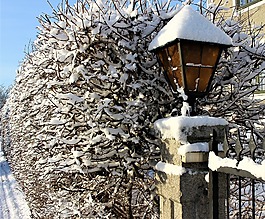 燈,大自然,雪