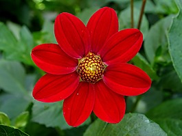 娇琴纱,大丽花花,大丽花花园