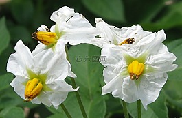 馬鈴薯,國(guó)內(nèi)馬鈴薯,鮮花