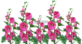 hollyhocks,鮮花,花園