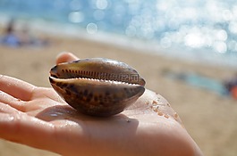 外殼,海,貝殼