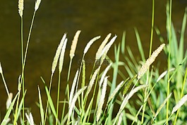 halme,草,河