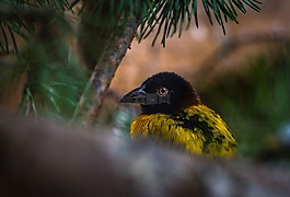 鳥,生活的本質,性質