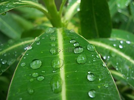 雨點(diǎn),葉,葉子