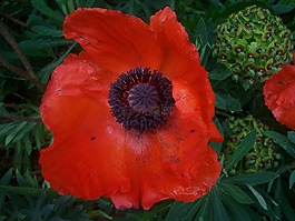罌粟,花,紅色