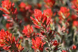 花,自然,植物區(qū)系