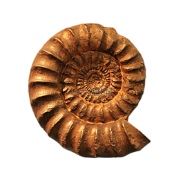 菊,化石,png