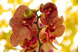 蘭花,花,開花