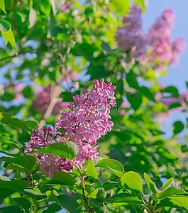 丁香,鮮花,春天
