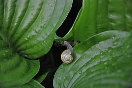 蝸牛,葉子,雨
