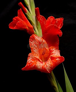 花,紅,退火