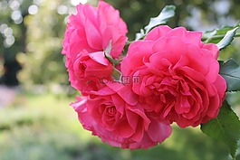 玫瑰,花,開花