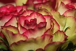 花卉,玫瑰,粉紅色