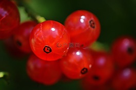 葡萄干,水果,漿果