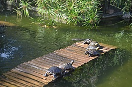 海龜,植物園,里約熱內盧