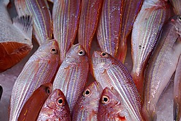魚,海鮮,海