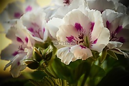 花,廠,性質(zhì)