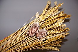 小麥,夏季,性質(zhì)