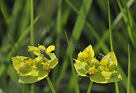 昆虫,黄色,宏