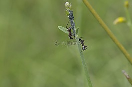 螞蟻,熏衣草,性質(zhì)