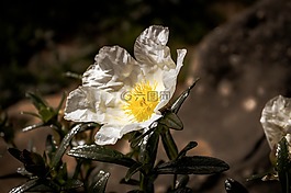 花,海灘,南