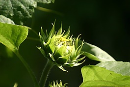 太陽花,新花,向日葵綻放