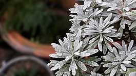 自然,植物區(qū)系,花