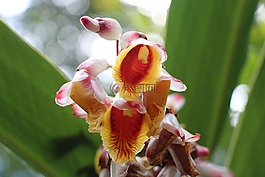 花卉,琳達,異國情調(diào)