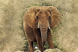 象,動物,藝術