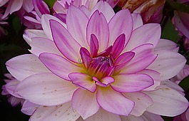 花,大麗花,粉色