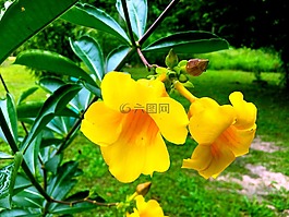 鮮花,性質(zhì),黃色