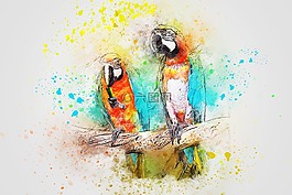鳥,鸚鵡,羽毛