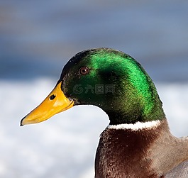 鳧,鴨,水