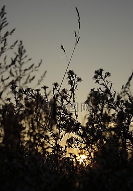 草,性質(zhì),太陽