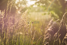 夏天草地,太陽,背光