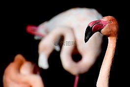 弗拉明戈,粉紅色的火烈鳥(niǎo),鳥(niǎo)