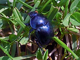 大自然,甲蟲,scarabeus